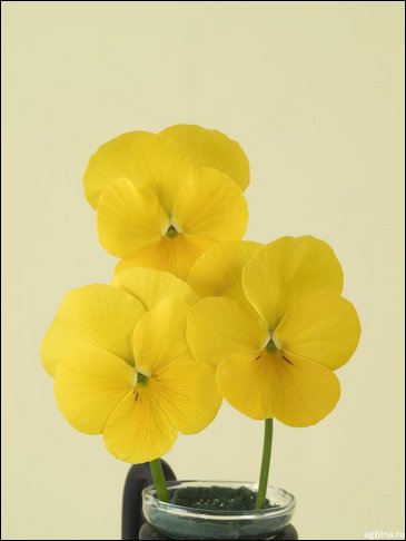 Виола гибридная (Viola wittrockiana x cornuta)