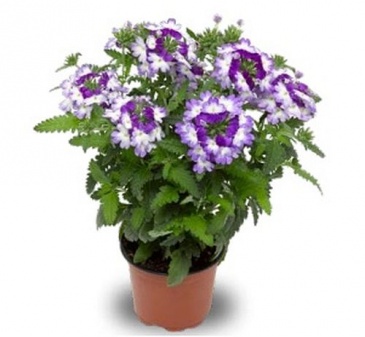 Вербена гибридная (Verbena hybrida)