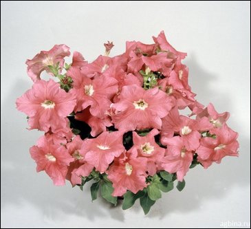 Петуния ампельная гибридная (Petunia x hybrida)
