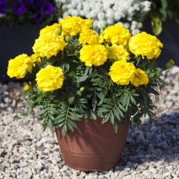 Бархатцы триплоидные (Tagetes patula x erecta)