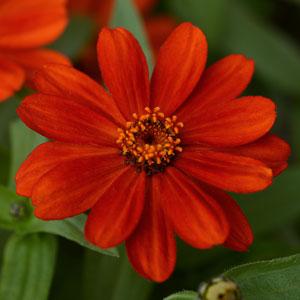 Цинния мариландская (Zinnia marylandica)