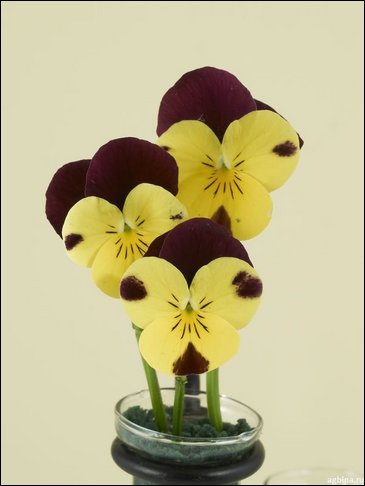 Виола рогатая (Viola cornuta)