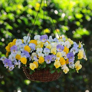 Виола виттрока ампельная (Viola wittrockiana)
