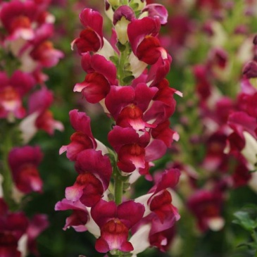 Львиный зев (Антирринум) большой (Antirrhinum majus)