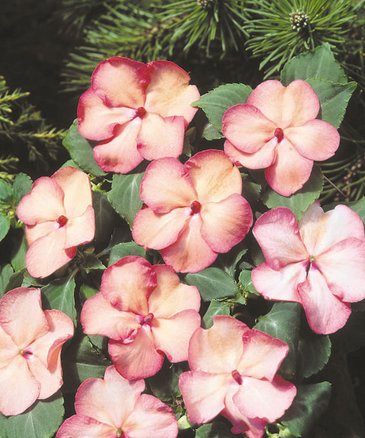 Бальзамин Уоллера (Impatiens walleriana)