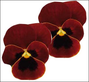 Виола гибридная (Viola wittrockiana x cornuta)