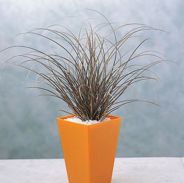 Осока жгутиковая (Carex flagellifera)