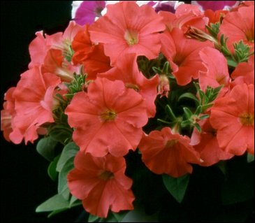 Петуния мелкоцветковая (Petunia milliflora)