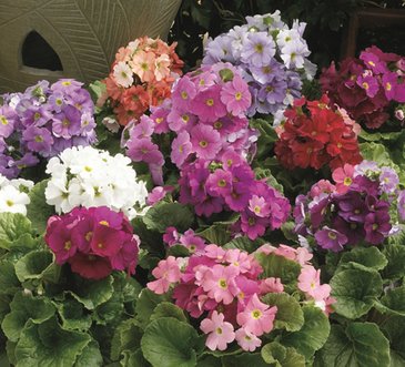 Примула обратноконическая (Primula obconica)