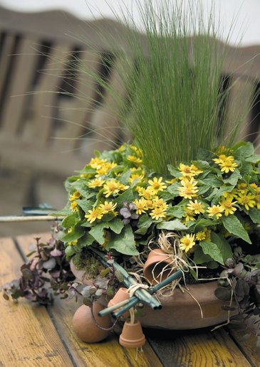 Марьянник болотный (Melampodium paludosum)