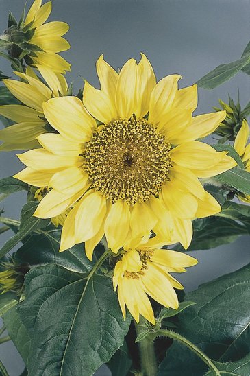 Подсолнечник летний (Helianthus annuus)