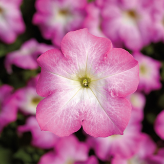Петуния крупноцветковая (Petunia grandiflora)