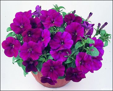 Петуния ампельная гибридная (Petunia x hybrida)
