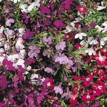 Лобелия ежевидная ампельная (Lobelia erinus)