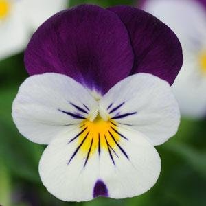 Виола рогатая (Viola cornuta)