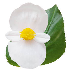 Бегония гибридная (зеленая листва) (Begonia benariensis)