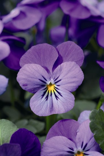 Виола рогатая (Viola cornuta)