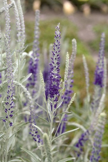 Вероника седая (Veronica incana)