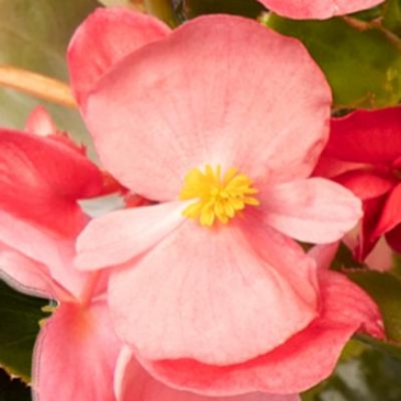 Бегония гибридная (зеленая листва) (Begonia hybrida)