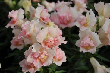 Львиный зев (Антирринум) махровый (Antirrhinum majus)