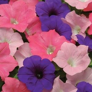 Петуния ампельная гибридная (Petunia х hybrida)