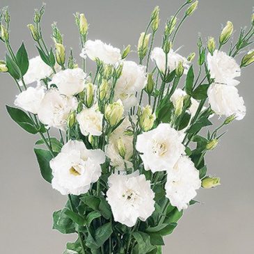 Лизиантус (Эустома) крупноцветковый (Lisianthus grandiflorum)