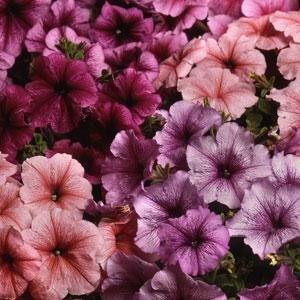 Петуния многоцветковая (Petunia multiflora)