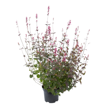 Многоколосник седой (Agastache cana)