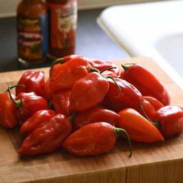 Перец Хабанеро (Capsicum chinense)