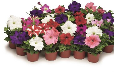 Петуния крупноцветковая (Petunia grandiflora)