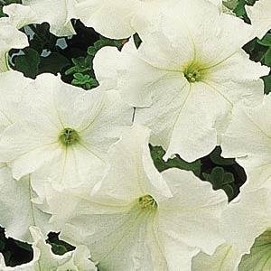 Петуния крупноцветковая (Petunia grandiflora)