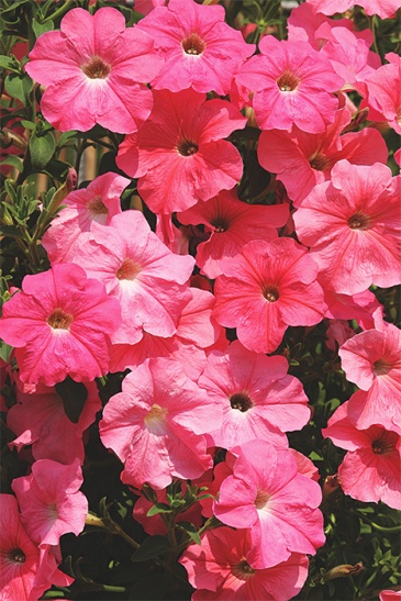 Петуния ампельная гибридная (Petunia x hybrida)