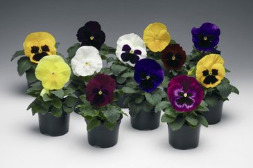 Виола Виттрока (Viola wittrockiana)