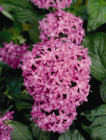 Пентас ланцетовидный (Pentas lanceolata)
