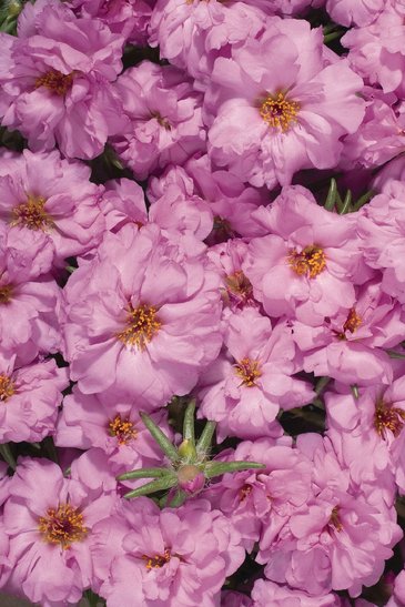 Портулак крупноцветковый (Portulaca grandiflora)