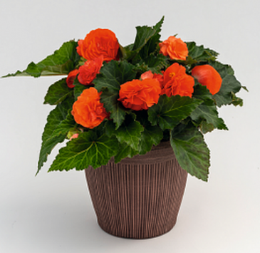 Бегония клубневая махровая (Begonia tuberhybrida)
