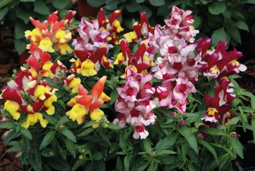 Львиный зев (Антирринум) большой (Antirrhinum majus)