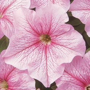 Петуния крупноцветковая (Petunia grandiflora)