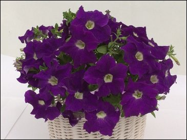 Петуния ампельная гибридная (Petunia x hybrida)