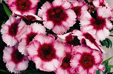 Гвоздика китайская (Dianthus chinensis)