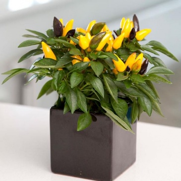 Перец летний (Capsicum annuum)