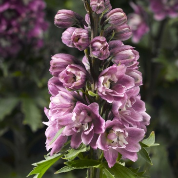 Дельфиниум высокий (генетически компактный) (Delphinium elatum)