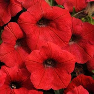 Петуния ампельная гибридная (Petunia х hybrida)