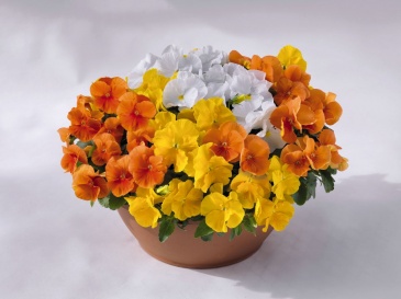 Виола виттрока (Viola wittrockiana)