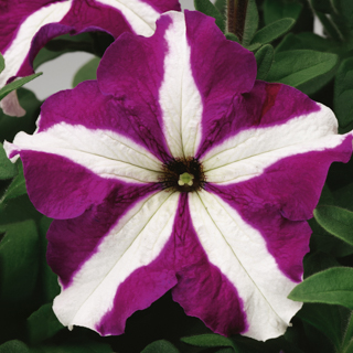 Петуния крупноцветковая (Petunia grandiflora)