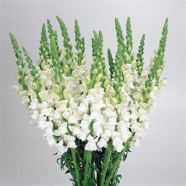 Львиный зев (Антирринум) большой (Antirrhinum majus)