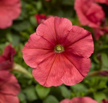 Петуния многоцветковая (генетически компактная) (Petunia multiflora)