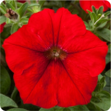 Петуния ампельная гибридная (Petunia x hybrida)