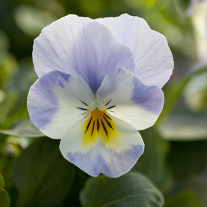 Виола рогатая (Viola cornuta)