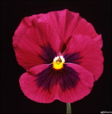 Виола Виттрока (Viola wittrockiana)